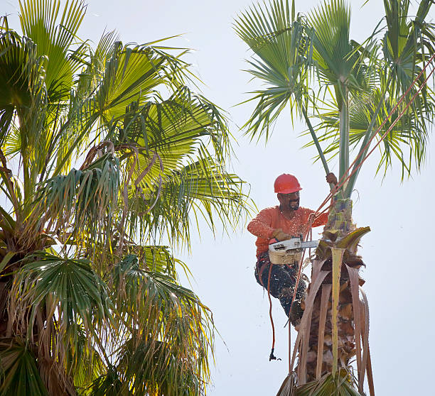 Reliable Icard, NC Tree Service Solutions